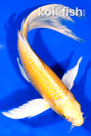10" YAMABUKI OGON BUTTERFLY