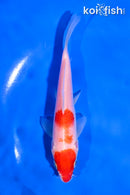 5" KOHAKU