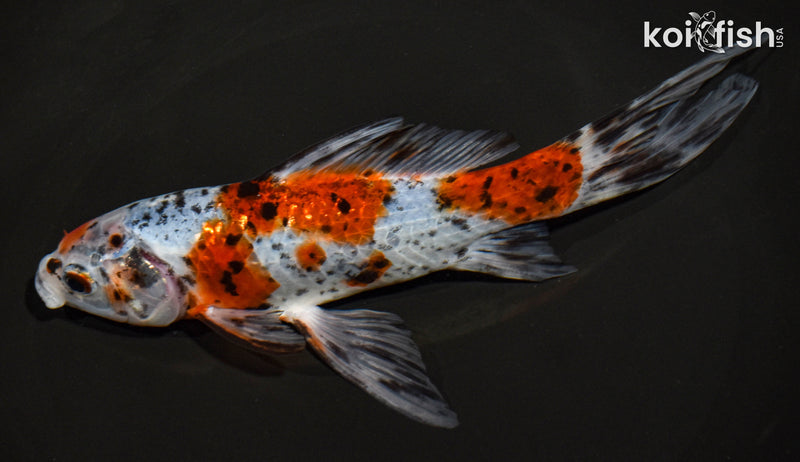 7" SHUBUNKIN GOLDFISH