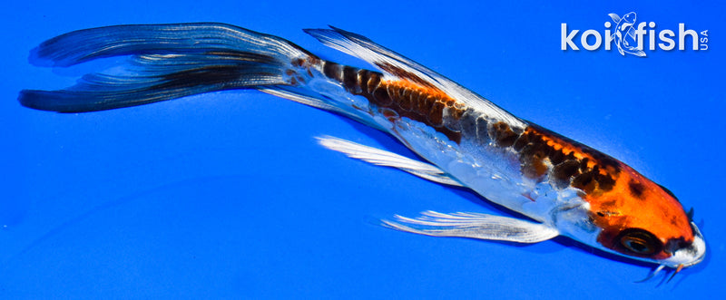 5.5" BENI KIKOKURYU BUTTERFLY