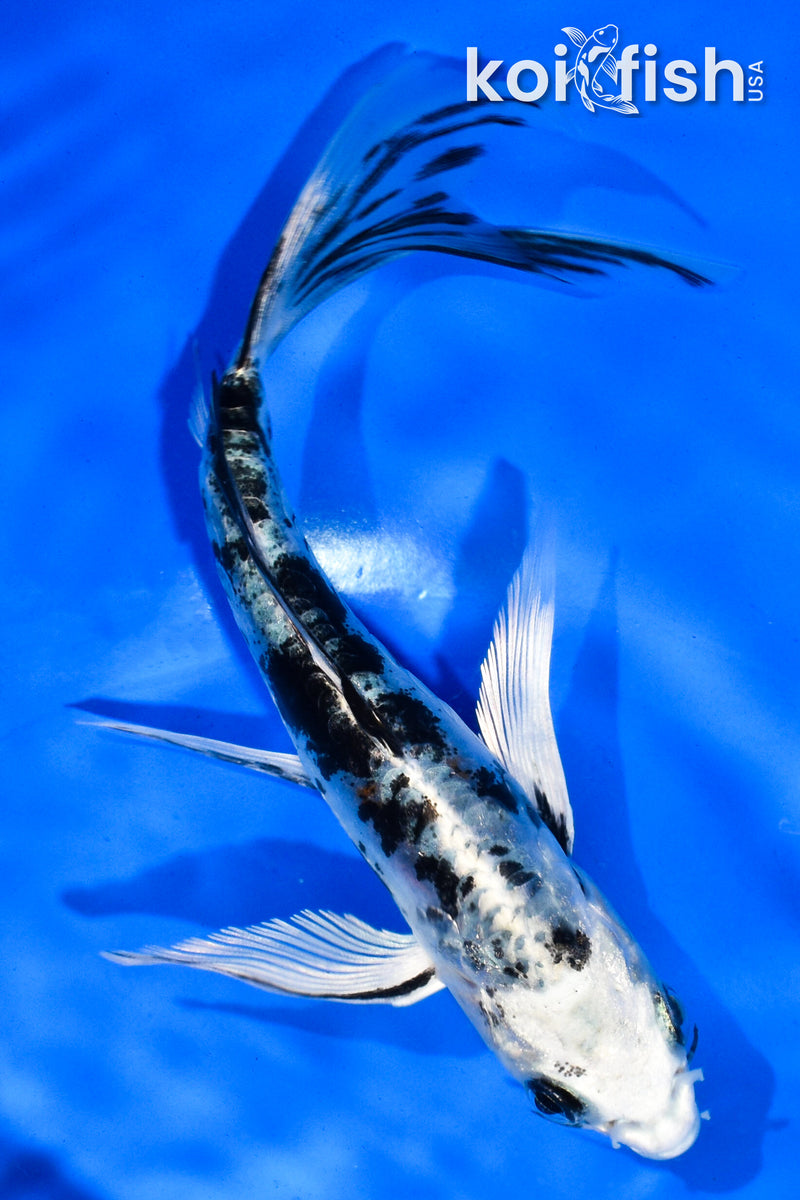 5.5" DOITSU GIN SHIRO BEKKO BUTTERFLY