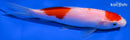 5.75" MARUTEN KOHAKU