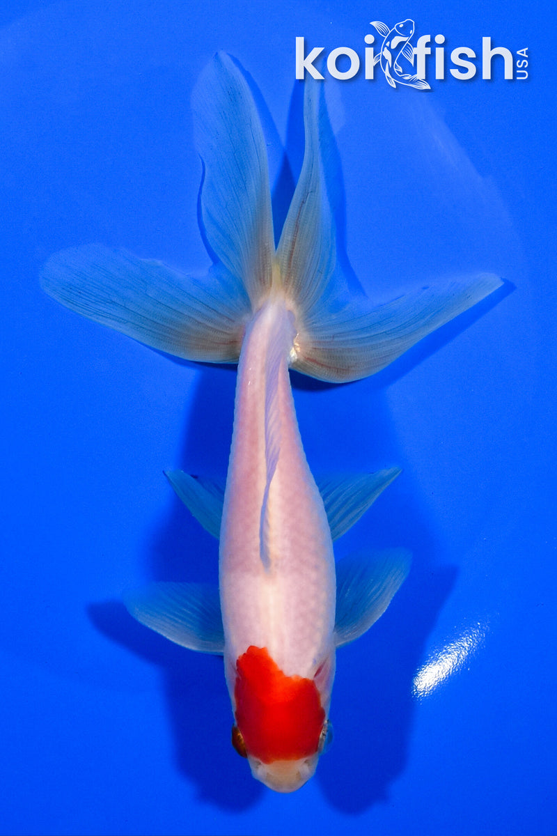 6" WATONAI GOLDFISH
