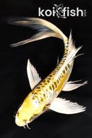 7.25" ARAGOKE KUJAKU BUTTERFLY