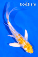 4.5" GINRIN LEMON HARIWAKE BUTTERFLY