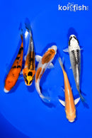 PACK OF (5) 4"- 4.25" STANDARD KOI