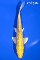 7.25" GINRIN YAMABUKI OGON