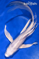 8.25" PLATINUM OGON BUTTERFLY