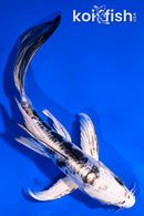 5" DOITSU GIN SHIRO BEKKO BUTTERFLY