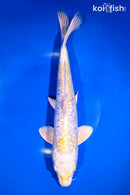 11.75" GINRIN LEMON HARIWAKE