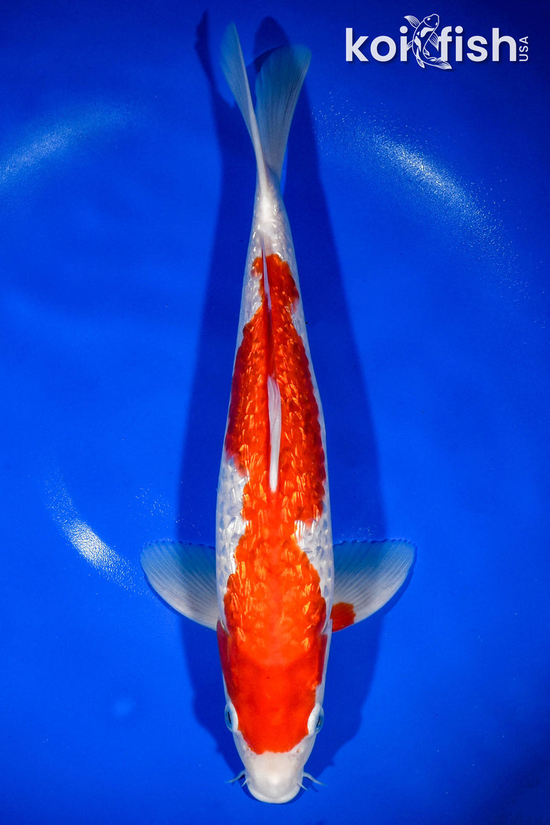 13.5" GINRIN KOHAKU