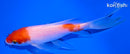 5.5" KOHAKU BUTTERFLY