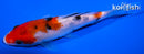 5.25" SANKE