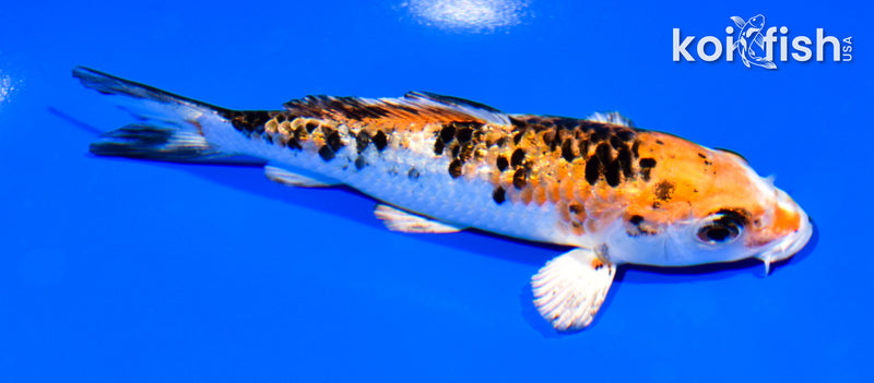 5.25" GINRIN YAMATO NISHIKI