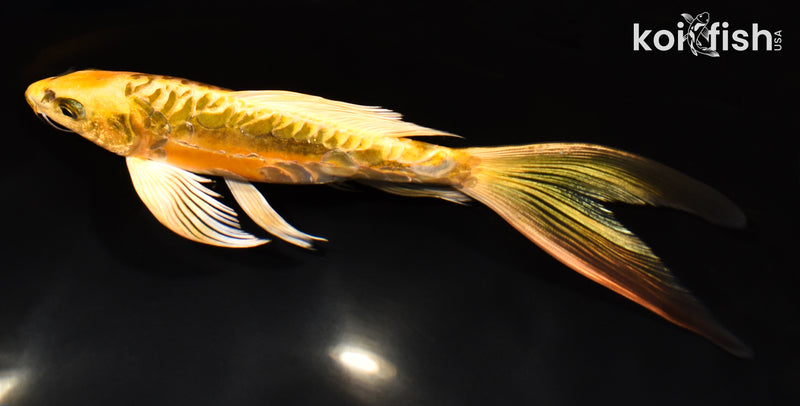 7.75" ARAGOKE KIN KIKOKURYU BUTTERFLY