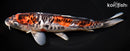 9.5" BENI KUMONRYU