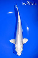 9" DOITSU PLATINUM OGON