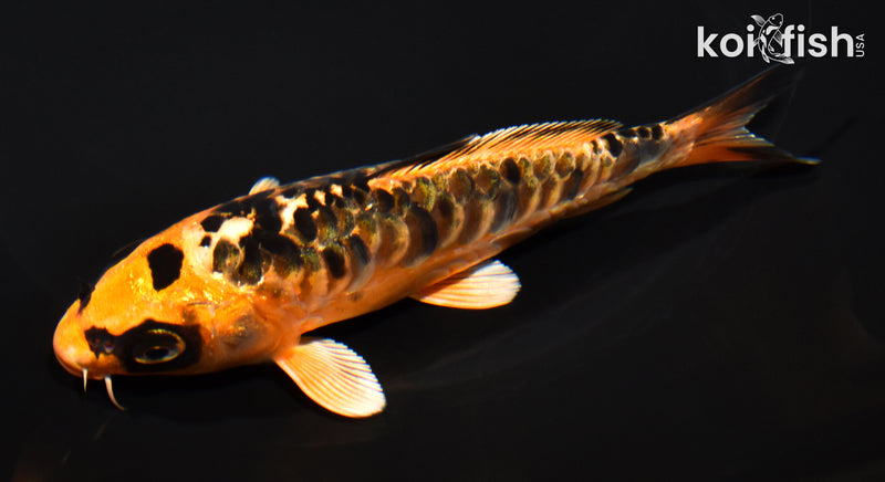 5.5" ARAGOKE BENI KIKOKURYU