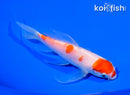 6.25" KOHAKU BUTTERFLY
