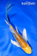 5.5" GINRIN HARIWAKE BUTTERFLY