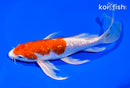 7.5" GINRIN HARIWAKE BUTTERFLY