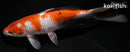 7.75" OCHIBA SHIGURE