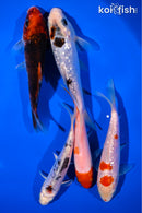 PACK OF (5) 5.25 - 5.50" STANDARD KOI