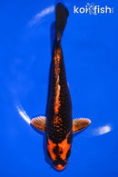 7.25" ORENJI MATSUBA