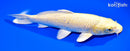 9" YAMABUKI OGON