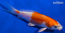 4.5" KIKUSUI