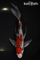 8" SHUBUNKIN GOLDFISH