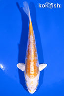 5.75" DOITSU LEMON HARIWAKE