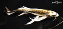 9.25" KIN KIKOKURYU BUTTERFLY
