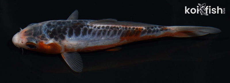 5" ARAGOKE SHUSUI