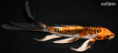 8" BENI KIKOKURYU BUTTERFLY