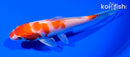 5.25" HARIWAKE
