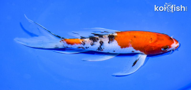 7.5" SANKE BUTTERFLY