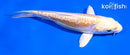 5" ARAGOKE LEMON HARIWAKE