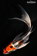 5.5" ARAGOKE BENNI KIKOKURYU BUTTERFLY