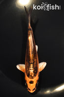 4.75" BENI KIKOKURYU