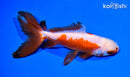 6" WATONAI GOLDFISH