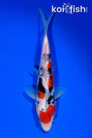 7.5" DOITSU SANKE