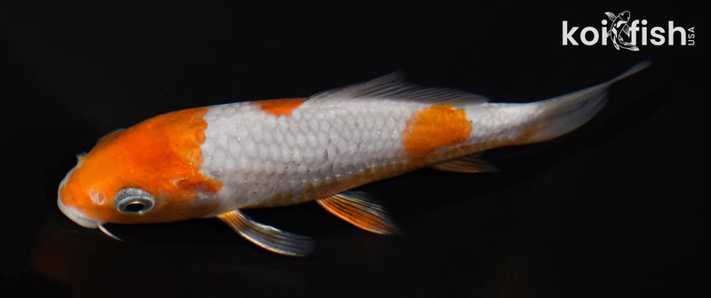 5.25" OCHIBA SHIGURE