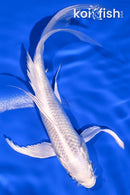6.5" PLATINUM OGON BUTTERFLY