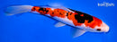 9.5" SANKE
