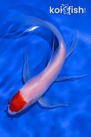 6.75" TANCHO KOHAKU BUTTERFLY