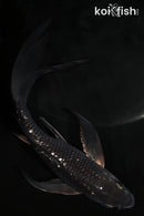 5.75" GINRIN SORAGOI BUTTERFLY