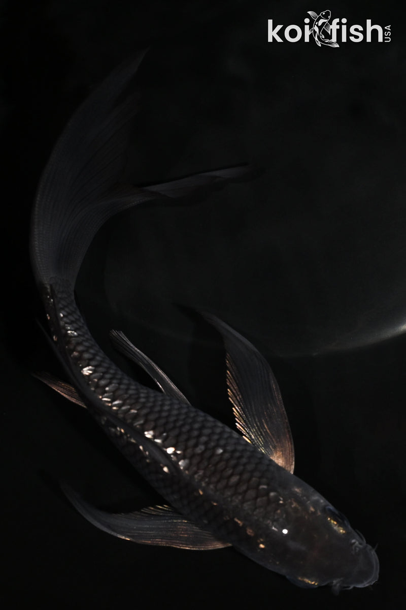 5.75" GINRIN SORAGOI BUTTERFLY