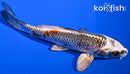 6.25" BENI GINGA