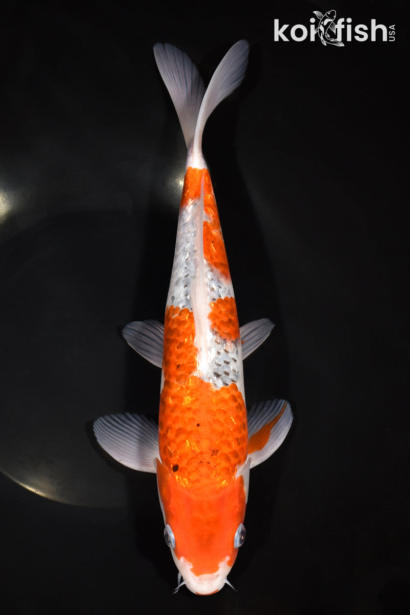 11.5" GINRIN GOROMO